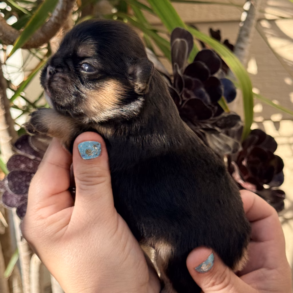 black and tan fluffy french bulldog puppy 