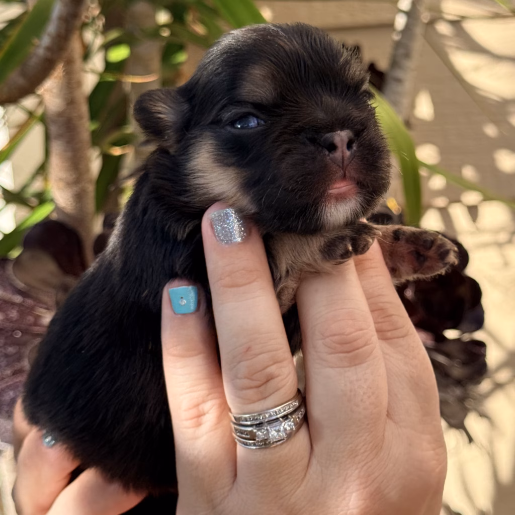 black and tan fluffy french bulldog puppy 