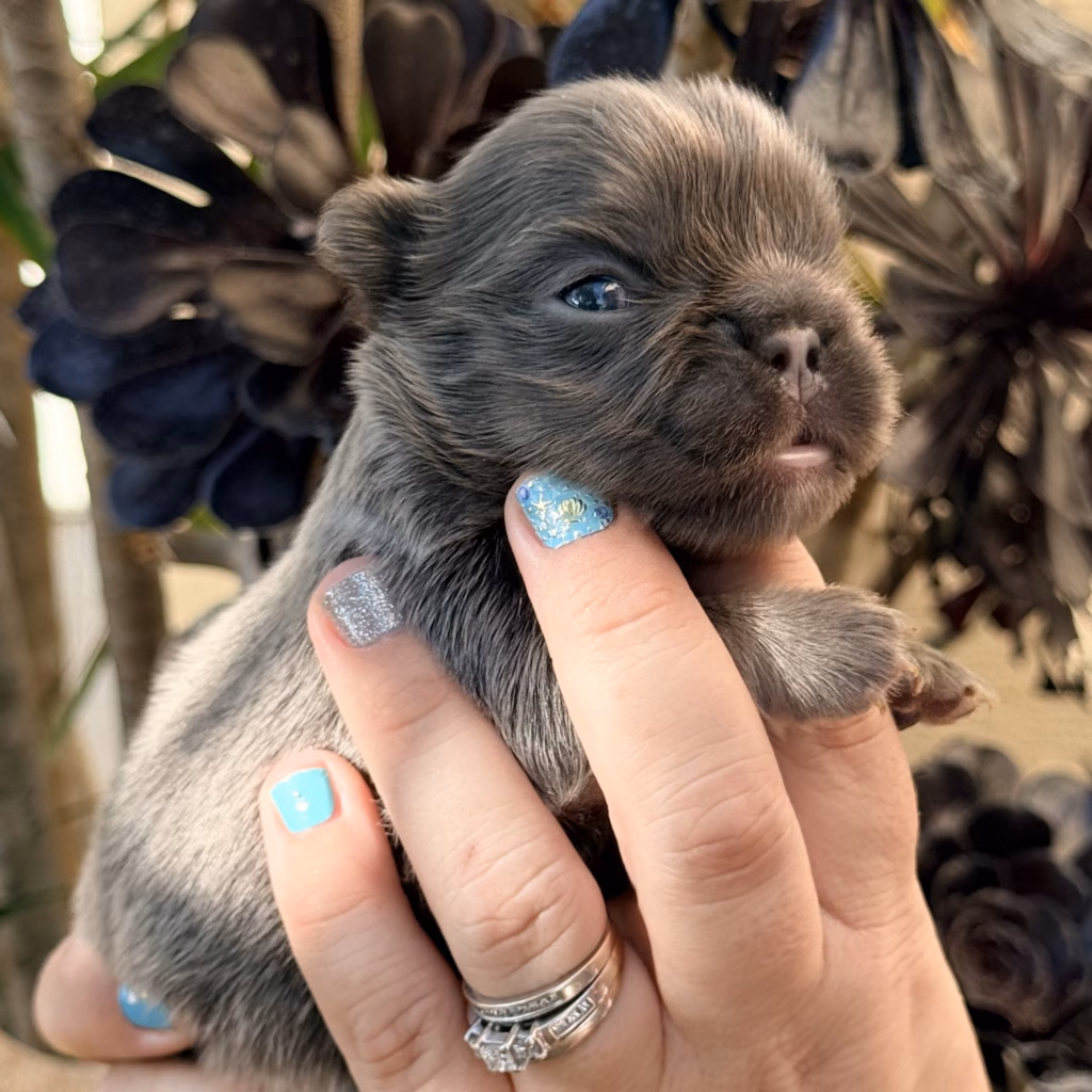 blue fluffy french bulldog puppy