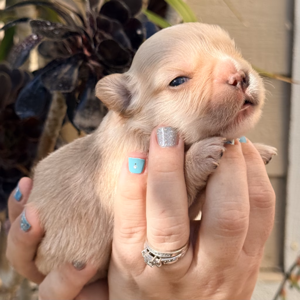 cream fluffy french bulldog puppy