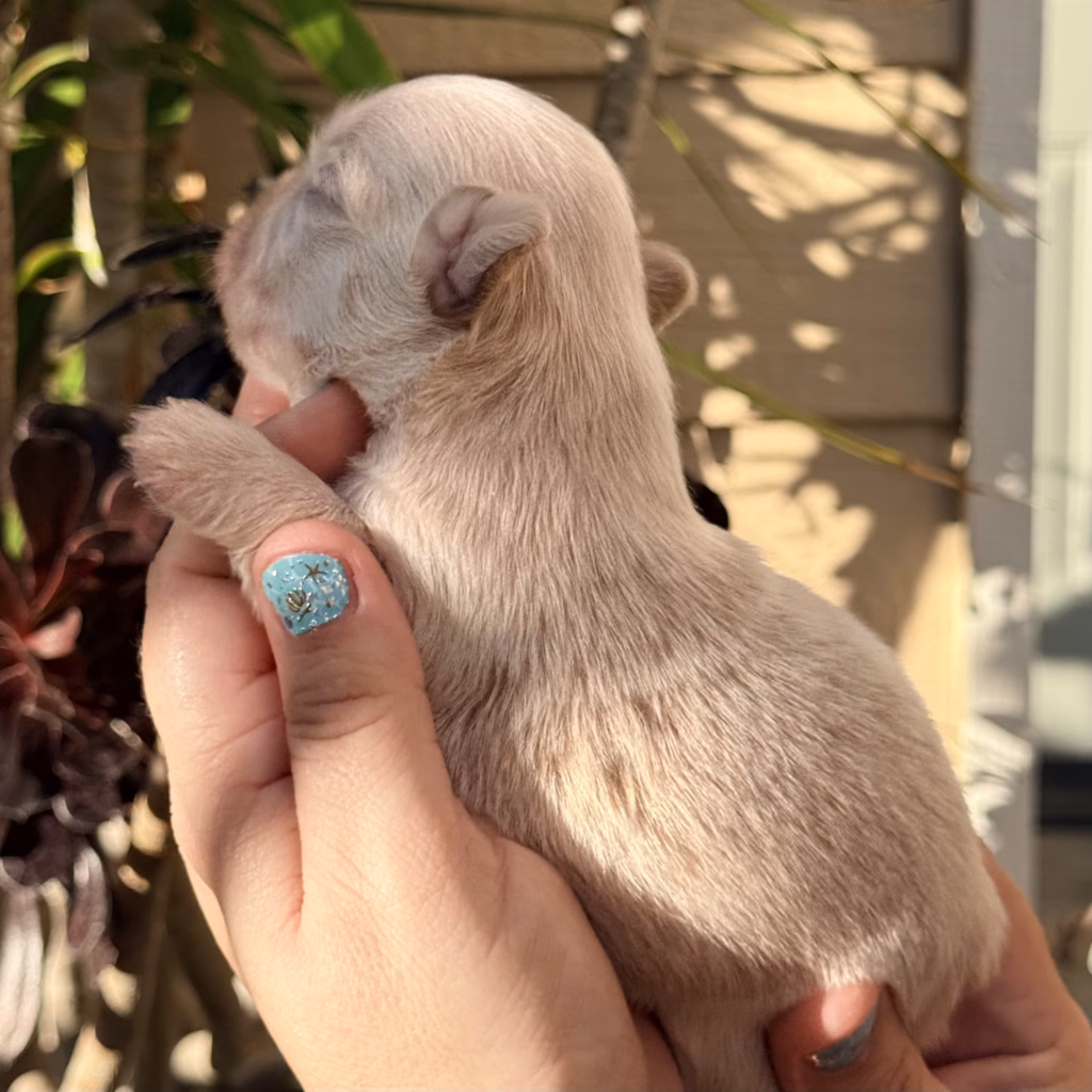 fluffy french bulldog puppy- platinum color