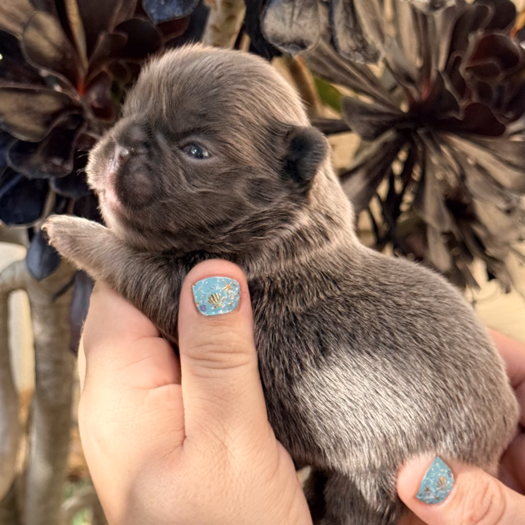 blue fluffy french bulldog puppy
