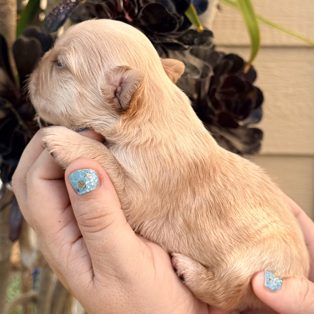 cream fluffy french bulldog puppy