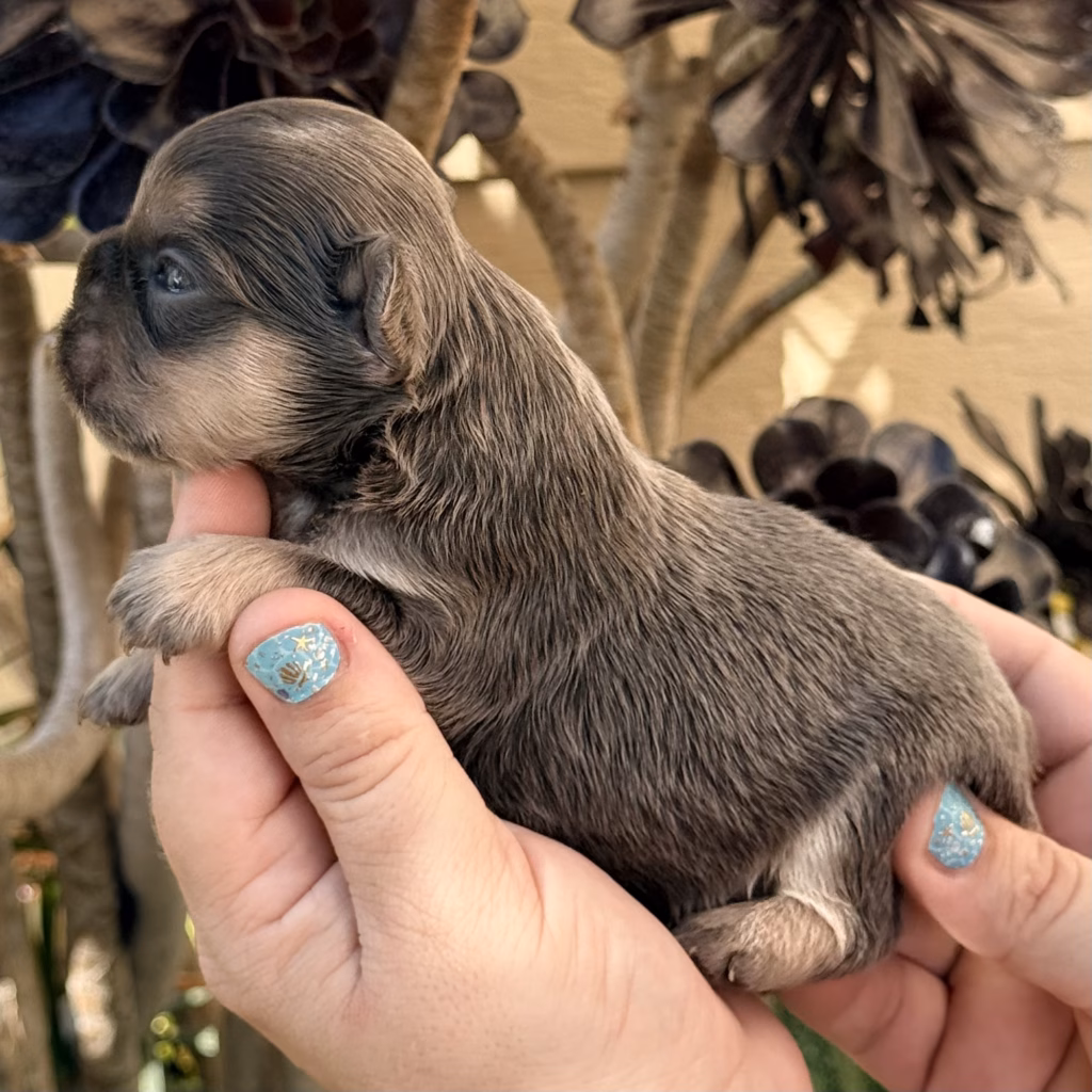 fluffy french bulldog puppy