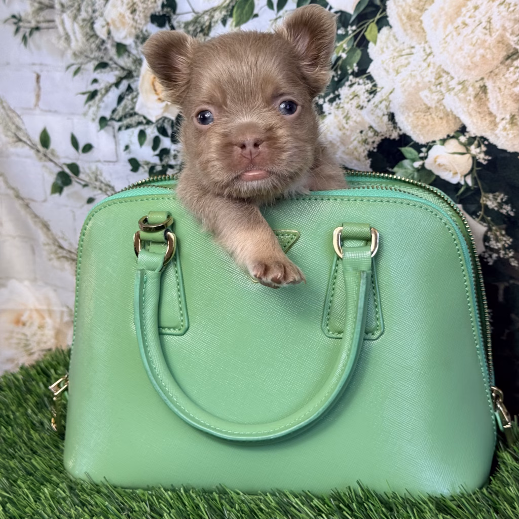 isabella and tan fluffy french bulldog girl