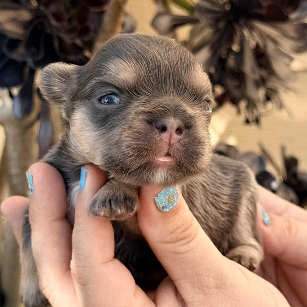 fluffy french bulldog puppy