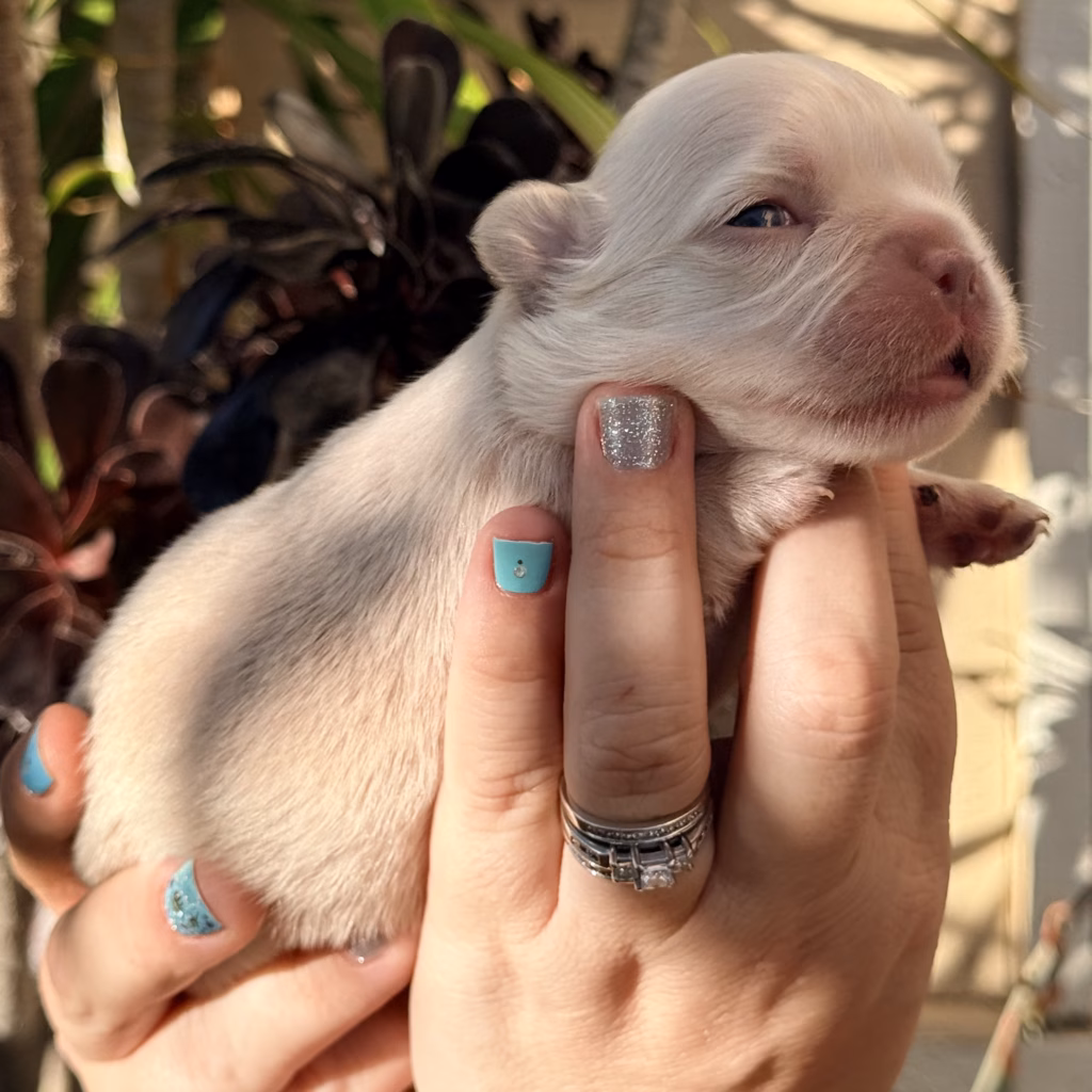 fluffy french bulldog puppy- platinum color
